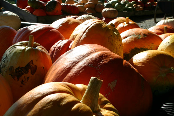 pumpkin