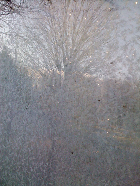 treeflection1