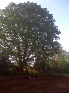 Pa's Border Collies resting in the frshly tilled soil