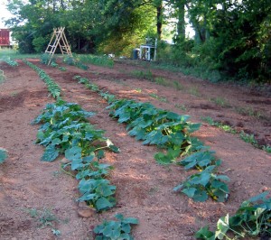 What the garden would have looked like had the rain gods not been so gracious.