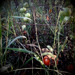 Our ultra organic garden